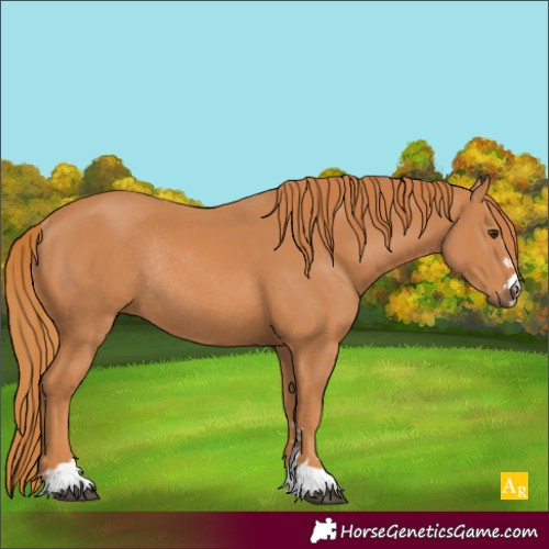 Horse Color:Chestnut Rabicano 