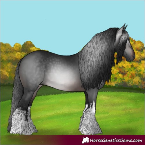 Horse Color:Gray White Spotted Brown 