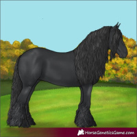 Horse Color:Black and Black Rabicano