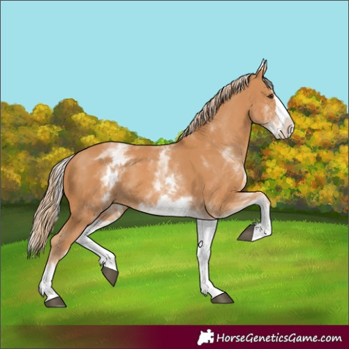 Horse Color:White Spotted Chestnut Splash 