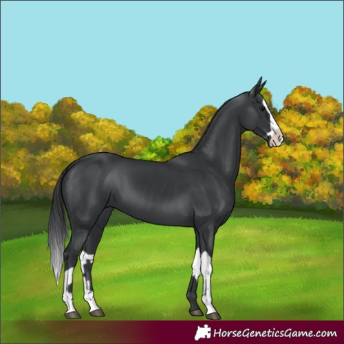 Horse Color:Black and Black Splash