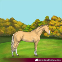 Horse Color:Palomino 
