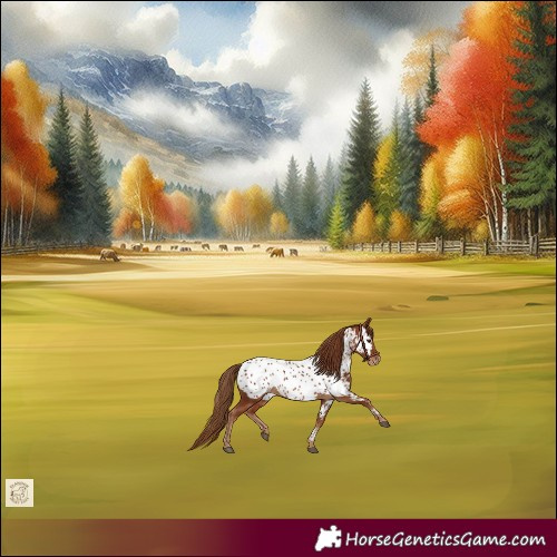 Horse Color:Chestnut Near Leopard