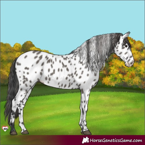 Horse Color:Grullo Near Leopard