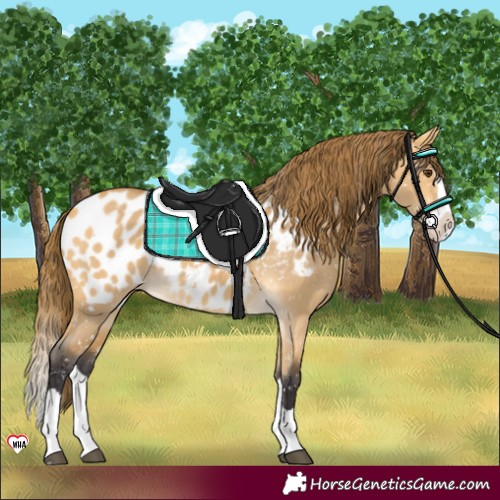 Horse Color:Buckskin Dun Splash Appaloosa 