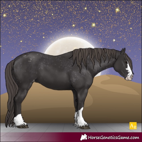 Horse Color:Smoky Black Appaloosa 