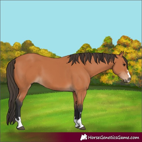 Horse Color:Bay 