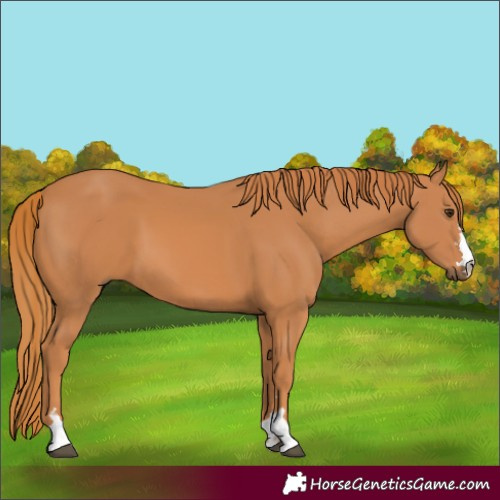 Horse Color:Chestnut 