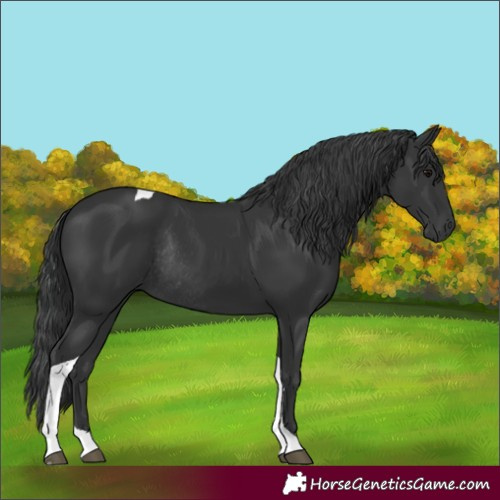 Horse Color:Black Tobiano Rabicano 