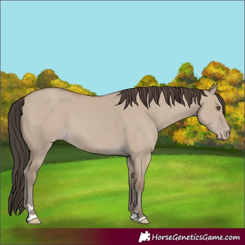 Horse Color:Classic Champagne Dun 
