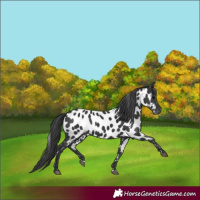 Horse Color:Black Appaloosa 