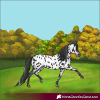Horse Color:Black Appaloosa 
