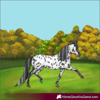 Horse Color:Black Near Leopard 