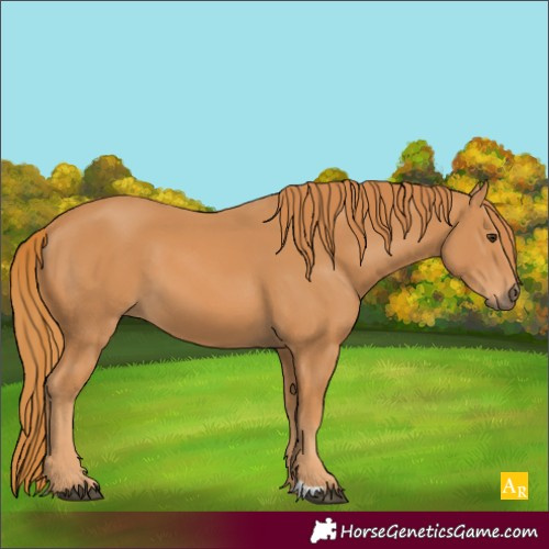 Horse Color:Chestnut 