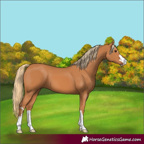 Horse Color:Chestnut 