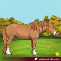 Horse Color:Chestnut 