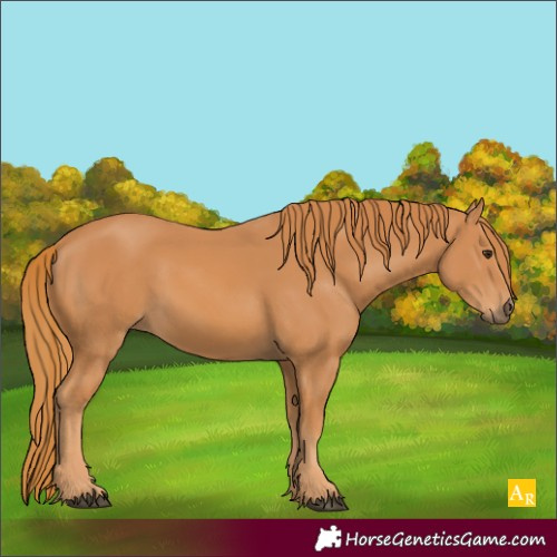 Horse Color:Chestnut 