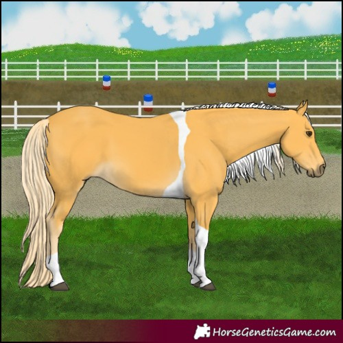 Horse Color:Palomino Tobiano