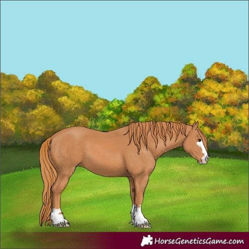 Horse Color:Chestnut 