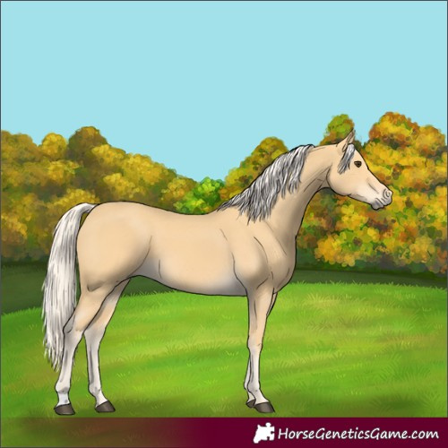 Horse Color:Palomino 
