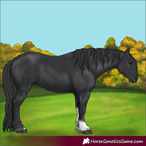 Horse Color:Black Tobiano 