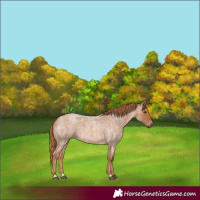 Horse Color:Red Roan