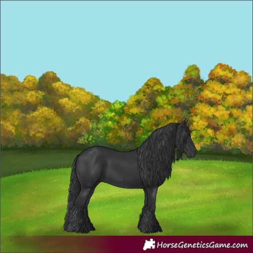 Horse Color:Black 