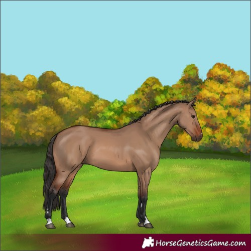 Horse Color:Brown Dun 