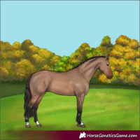 Horse Color:Brown Dun
