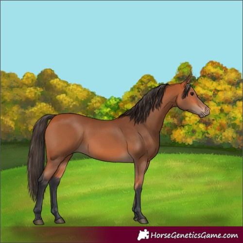 Horse Color:Bay 