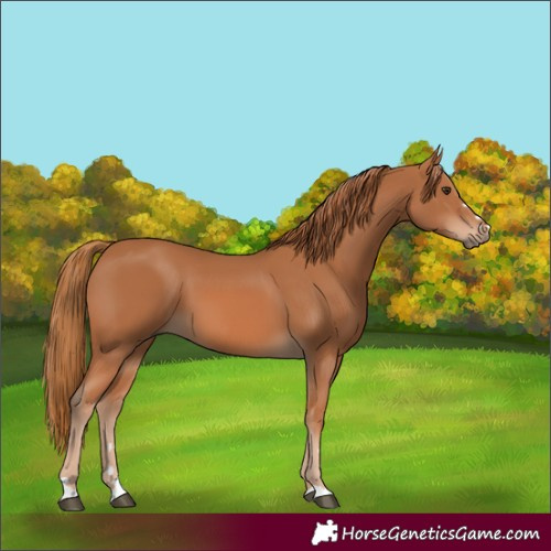 Horse Color:Chestnut 