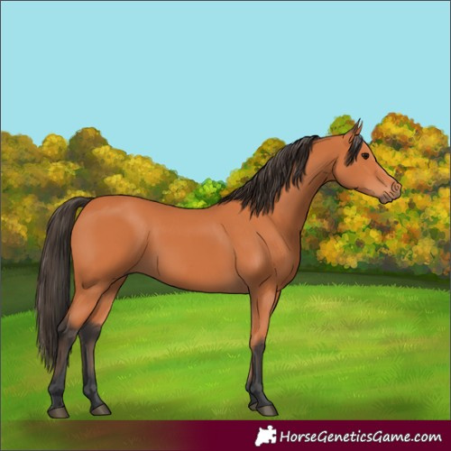 Horse Color:Bay 