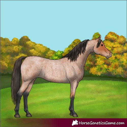 Horse Color:Bay Roan 