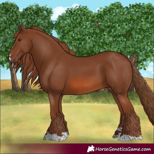 Horse Color:Chestnut 