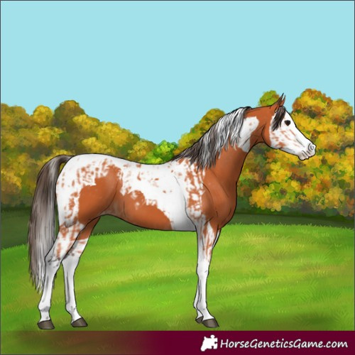 Horse Color:Bay Splash Tobiano Appaloosa  and Bay Splash Tobiano Appaloosa 
