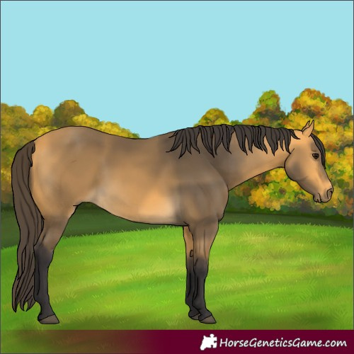 Horse Color:Buckskin 
