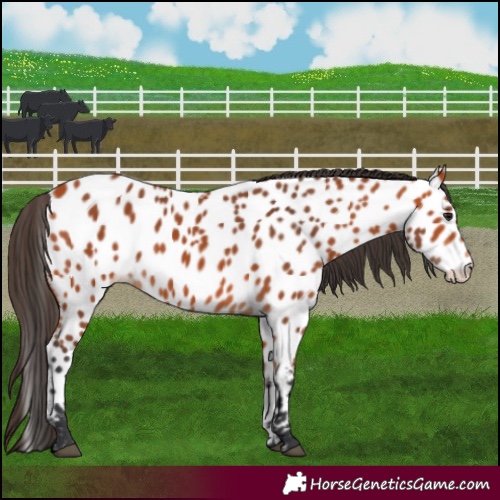 Horse Color:Bay Appaloosa 