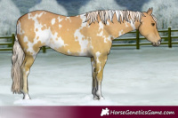 Horse Color:White Spotted Palomino Dun 