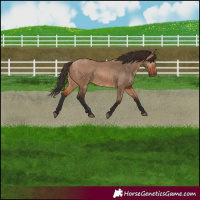 Horse Color:Bay Dun