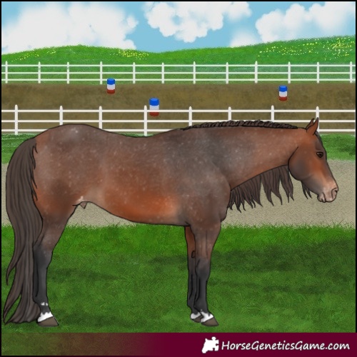 Horse Color:Bay Varnish 