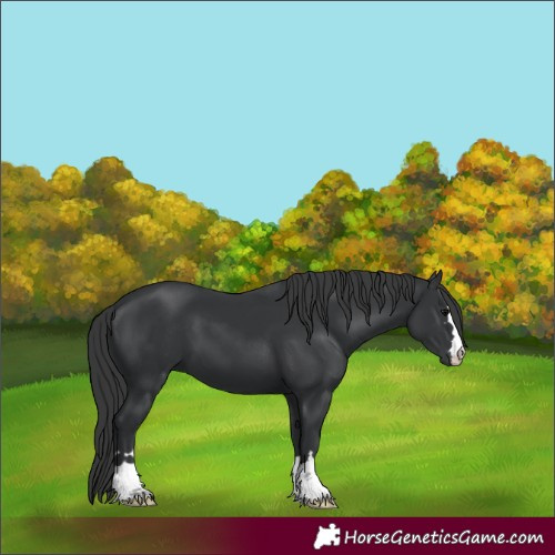 Horse Color:Black 