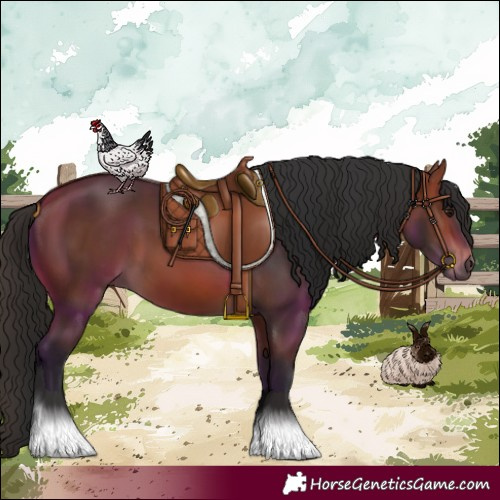 Horse Color:Bay 
