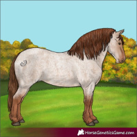 Horse Color:Red Dun Roan 