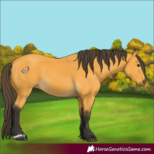 Horse Color:Buckskin 