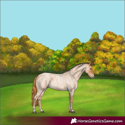 Horse Color:Red Roan 