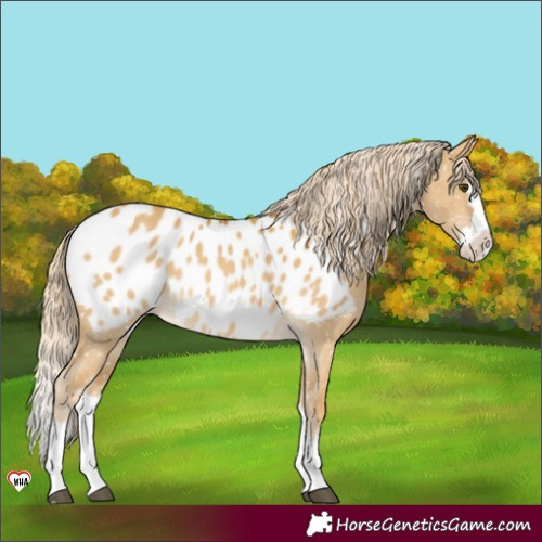 Horse Color:Palomino Dun Splash Appaloosa