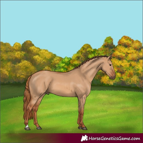 Horse Color:Red Dun