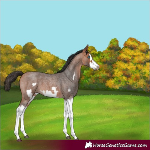 Horse Color:Bay Roan Splash Frame