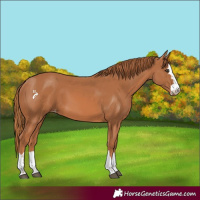 Horse Color:Chestnut Appaloosa