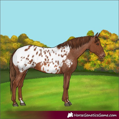 Horse Color:Chestnut Appaloosa 
